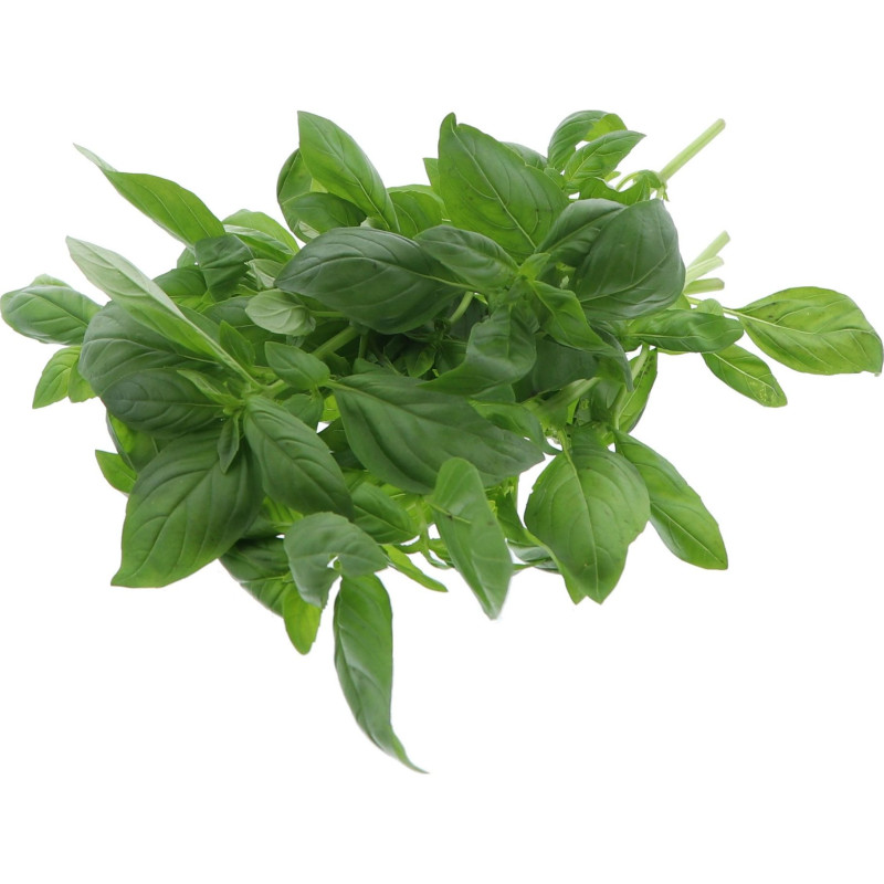 BASILIC 1KG